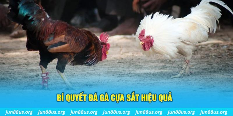 789wi đá gà cựa dao